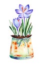 High quality painted watercolor- 2 crocus in shabby old pot.