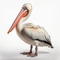 High Quality Pelican On White Background - Ultra Hd Rendering