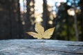 autumn maple leaf on the table, fallen leaf, wooden table in the forest, blurred background