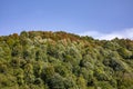 An image of the huge forest which seems a little bit yellow during summer. With the clear blue sky they complete each