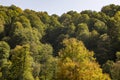 An image of the huge forest which seems a little bit yellow during summer. With the clear blue sky they complete each