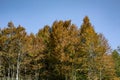 An image of the huge forest which seems a little bit yellow during summer. With the clear blue sky they complete each