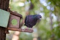 pigeon bird sitting on a stick house birdhouse bird feeder blurred background