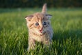 red-haired little kitten sits  runs and plays in the green grass  looks at the camera and scratches Royalty Free Stock Photo