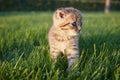 red-haired little kitten sitting  running and playing in the green grass  looking away Royalty Free Stock Photo