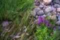 Violet wildflowers growing out of rocks Royalty Free Stock Photo