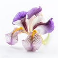 Iris flower against white background