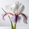 Iris flower against white background