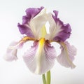 Iris flower against white background