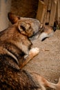 Beautiful wolf portrait