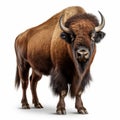High Quality Photorealistic Bison On White Background