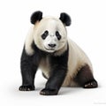 High-quality Photorealistic Panda Bear Rendering With Minimal Retouching