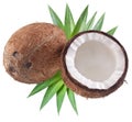 High-quality photos of coconuts. Royalty Free Stock Photo