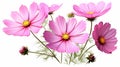 High Quality Pink Cosmos Clipart Download Organic Realism Decorative Borders