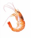 High-Quality PNG Shrimp Isolated on White Background Royalty Free Stock Photo