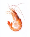 High-Quality PNG Shrimp Isolated on White Background Royalty Free Stock Photo