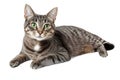 High-Quality PNG Tabby Cat Lying Down Isolated on White Royalty Free Stock Photo