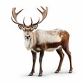 High Quality Reindeer With Distinctive Character Design On White Background Royalty Free Stock Photo