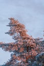 Snow covered spruce in beautiful orange sunset lighting, Stockholm Sweden Hagaparken dec 2022