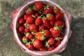 Harvest of ripe strawberries folded in a bucket