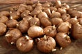 High quality sprouting crocus bulbs