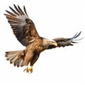 High Quality Stock Photo Of Eagle Soaring In The Air On White Background Royalty Free Stock Photo