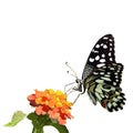 The high quality vector butterfly illustration of Lime butterfly isolated in white , Papilio demoleus Royalty Free Stock Photo