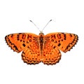 The high quality vector illustration of Melitaea arduinna butterfly isolated in white Royalty Free Stock Photo