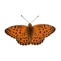 The high quality vector illustration of Niobe fritillary butterfly isolated in white Royalty Free Stock Photo