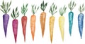 High Quality Vector Watercolor Rainbow Carrots Illustrations Royalty Free Stock Photo