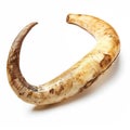 Natural Animal Horn Curved Against White Background Royalty Free Stock Photo