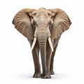 High Quality Wild Elephant Image On White Background