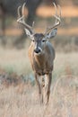 High racked whitetail buck in vertical photograph Royalty Free Stock Photo