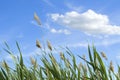 High reed against cloudy sky