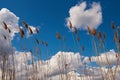 High reed against cloudy sky in summer day