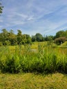 High Reed in a Park in Summer