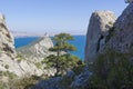 High relict tree juniper in coastal cliffs