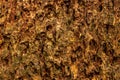High res muted rough brown tree bark with green moss and lichens with many wood grains