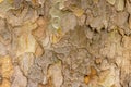 High res muted rough multi tone ponderosa pine tree bark with puzzle like wood grains