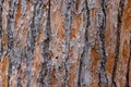 High res muted rough multi tone red, brown and yellow pine tree bark with many wood grains texture close up background Royalty Free Stock Photo
