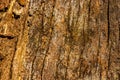 High res muted rough old oak brown tree bark with many vertical wood grains texture close up background Royalty Free Stock Photo