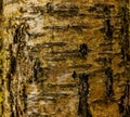 High res muted rough yellow birch tree bark with green moss and lichens with many wood grains
