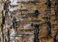 High res muted rough yellow birch tree bark with green moss and lichens Royalty Free Stock Photo