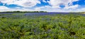 High Res Panorama of Fields of Bluebonnets at Mule Shoe Bend, Te Royalty Free Stock Photo