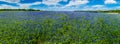 High Res Panorama of Fields of Bluebonnets at Mule Shoe Bend, Te Royalty Free Stock Photo