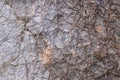 high res rough gray natural stone with darker limestone texture close up background