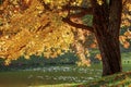 Autumn tree, golden season somewhere in suburbs
