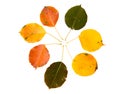 High Resolution autumn leaves of pear tree Royalty Free Stock Photo