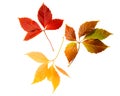 High Resolution autumn leaves of wild vine