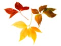 High Resolution autumn leaves of wild vine